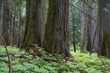 Ross Creek Trail 142