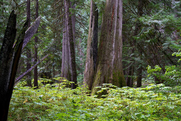 Ross Creek Trail 142