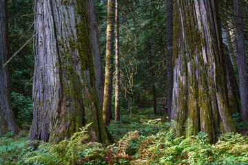 Ross Creek Cedars Nature Trail 405