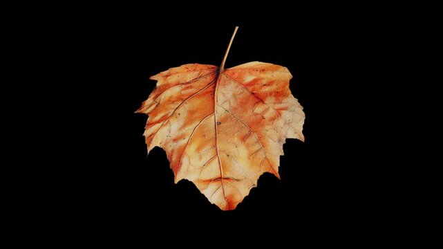 A single, detailed autumn leaf in shades of orange and yellow rotates in a seamless loop. Isolated on a black background with alpha channel for easy compositing. Seasonal or nature concept