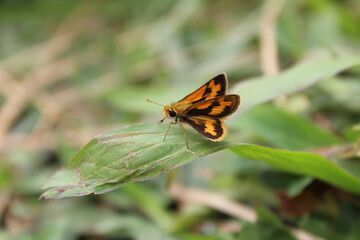 The image shows Potanthus omaha, commonly known as the lesser dart or little darter