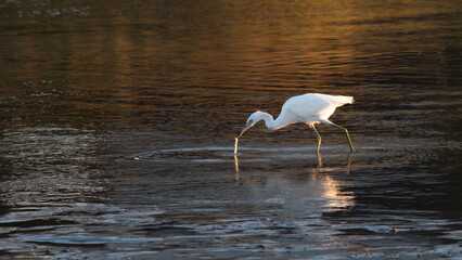 Snowy Egret (Egretta thula) catching and holding a small crab in its beak while foraging in shallow water at sunset.