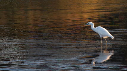 Snowy Egret (Egretta thula) feeding on a small crab in shallow water during sunset. 