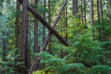 Ross Creek Cedars Nature Trail 405