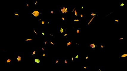 A flurry of colorful autumn leaves blows across the screen from right to left. Seamless loop with alpha channel for overlay on any background. Seasonal, nature, or transition element