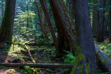 Ross Creek Cedars Nature Trail 405