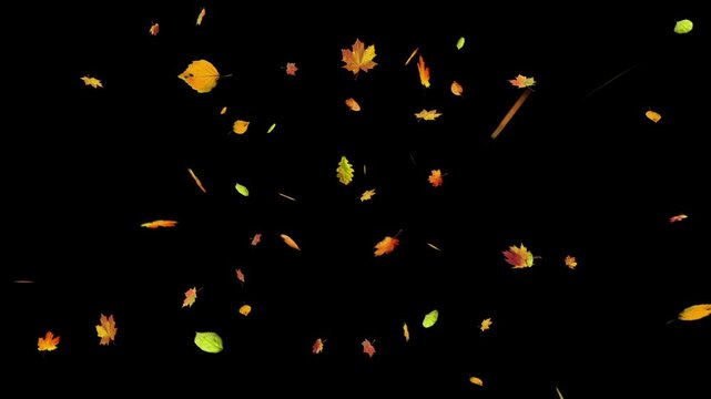 A flurry of colorful autumn leaves blows across the screen from right to left. Seamless loop with alpha channel for overlay on any background. Seasonal, nature, or transition element