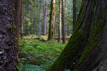 Ross Creek Trail 142