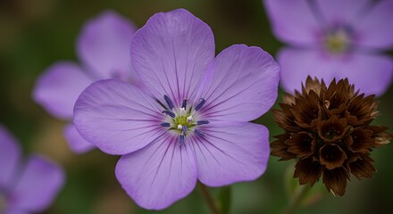 Obraz premium Close up of vibrant purple flowers with detailed petals and soft focus