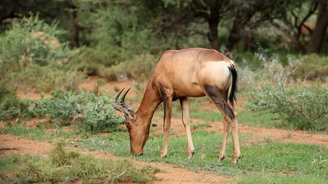 A red hartebeest antelope (Alcelaphus buselaphus) feeding in natural habitat, Mokala National Park, South Africa