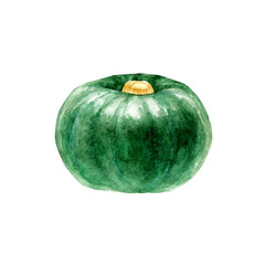 かぼちゃ　緑　野菜　水彩 イラスト