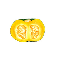 かぼちゃ　緑　野菜 断面　水彩 イラスト