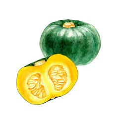 かぼちゃ　緑　野菜 断面　水彩 イラスト