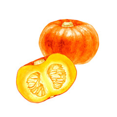 かぼちゃ　オレンジ色　野菜 断面　水彩 イラスト