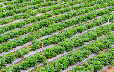 strawberry plantation