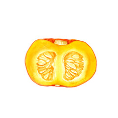 かぼちゃ　オレンジ色　野菜 断面　水彩 イラスト