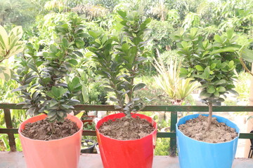 Ficus microcarpa tree plant on farm