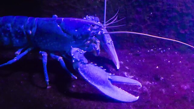 Close up of blue lobster moving around beside a coral reef underwater