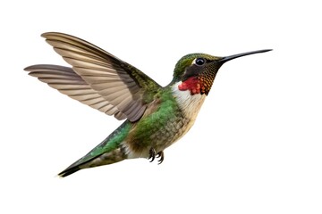 Ruby-throated Hummingbird Flying Over Garden