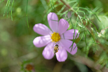 Colorful Cosmos Field with Soft Green Blurred Background