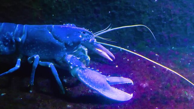 Close up of blue lobster moving around beside a coral reef underwater