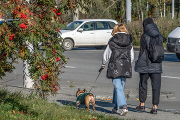 Women walking a dog on the sidewalk on an autumn day
