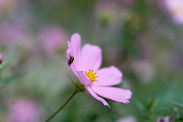 Fototapeta premium Colorful Cosmos Field with Soft Green Blurred Background