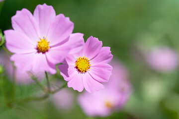 Field of Blooming Pink Cosmos Flowers with Green Bokeh Background