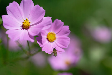 Honeybee Flying Above Pink Cosmos Flower