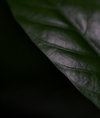 Closeup of a vibrant Dark Green Leaf, showcasing its intricate details and natures beauty