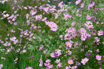 Field of Blooming Pink Cosmos Flowers with Green Bokeh Background