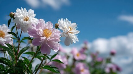 Beautiful peonies in the park with blue sky