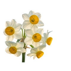  Daffodil flowers 
