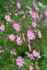 Nature Landscape of Cosmos Flowers in Blooming Season