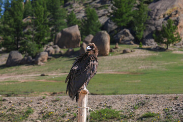 Eagle on Grassland with Rocky Background