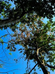 Canopy of tropical evergreen forest