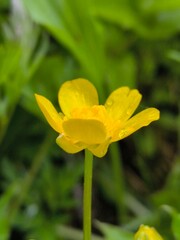 Yellow wild flowers with dew drops on petals