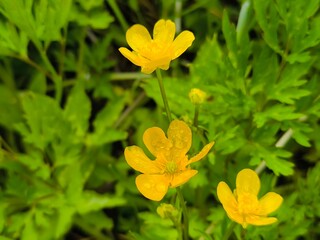 Yellow wild flowers with dew drops on petals
