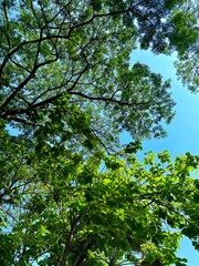 Green leaves against blue sky for refreshing 