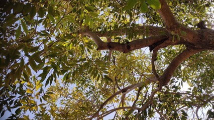 Blackberry (Jamun) tree branches, low angle view