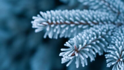 Close up of frosted pine needles on a blue spruce branch in winter. - Powered by Adobe