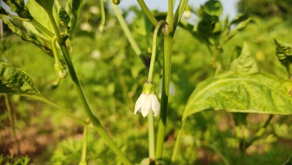 Chilli flowers on plant, flowering chilli plants, close up view