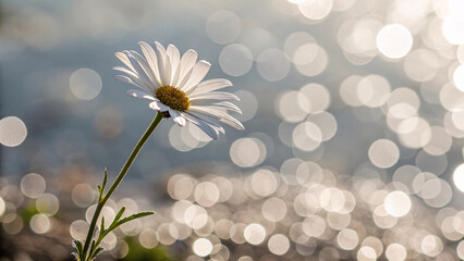 Single white daisy with golden center photographed from side angle, backlit against warm bokeh background creating luminous glow effect on delicate petals.