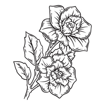 illustreation art hand rawn black and white roses flower tattoo and t-shirt design