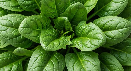 Close up of fresh vibrant green spinach leaves in a garden