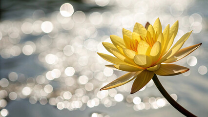 Luminous yellow water lily blooms magnificently with pointed petals radiating outward over sparkling bokeh backdrop suggesting sunlit water surface reflections.