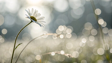 Single white daisy bending on curved stem, backlit by bright sunlight, creating ethereal glow with scattered bokeh orbs throughout natural outdoor setting.