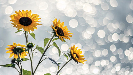 Cheerful sunflowers face various directions golden yellow petals dark centers green leaves against soft blue-gray background with bokeh
