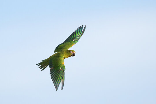 Beautiful Peach-fronted conure flying in the sky. Free flying bird