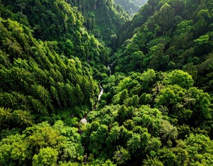 Aerial View of Lush Green Forest Canopy with Winding Stream under Bright Sunlight Natural Scenery and Vibrant Foliage in Tropical Environment